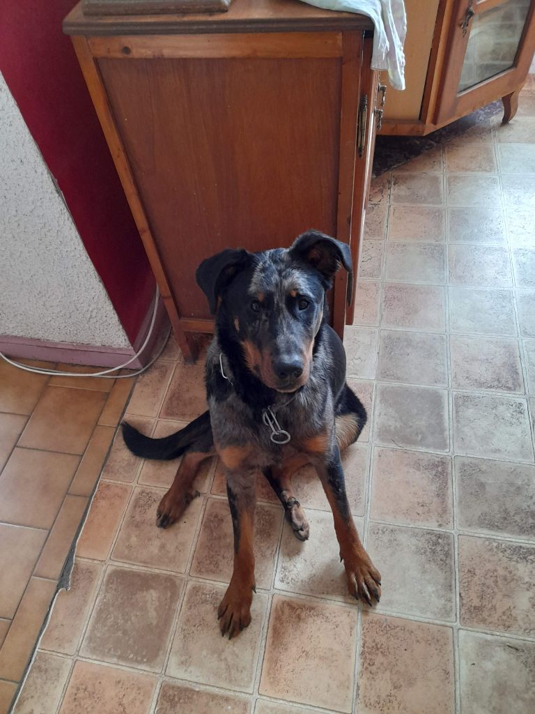 Sally bleu du serment des brumes