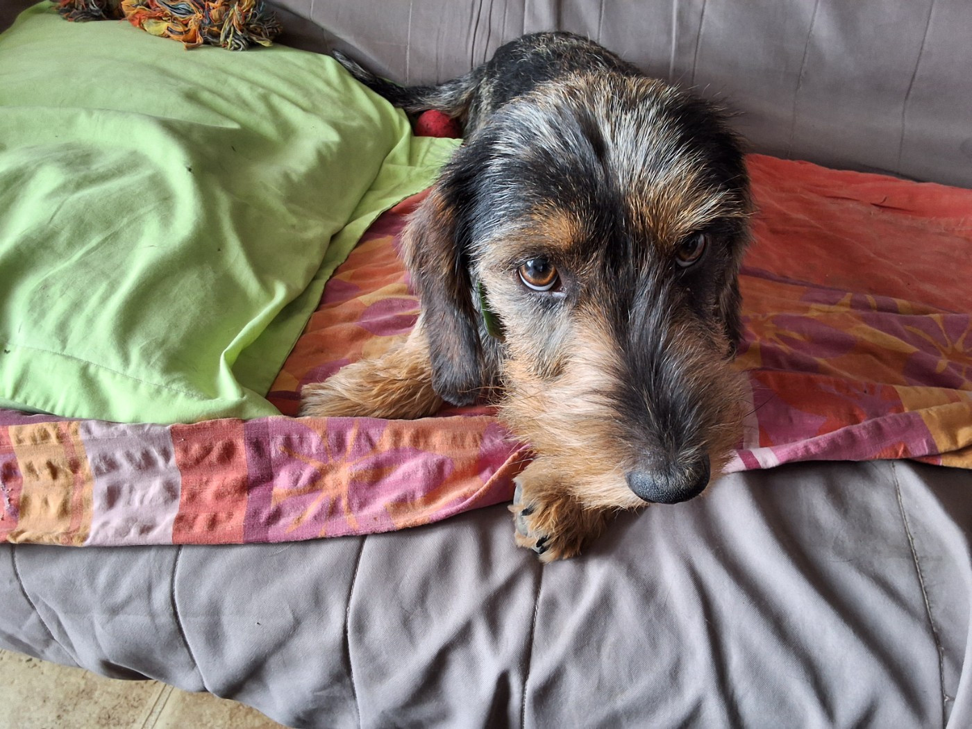 Alf Du berry noir