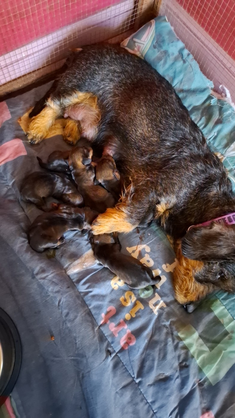 Chiot Teckel poil dur De Notre Dame Des Champs
